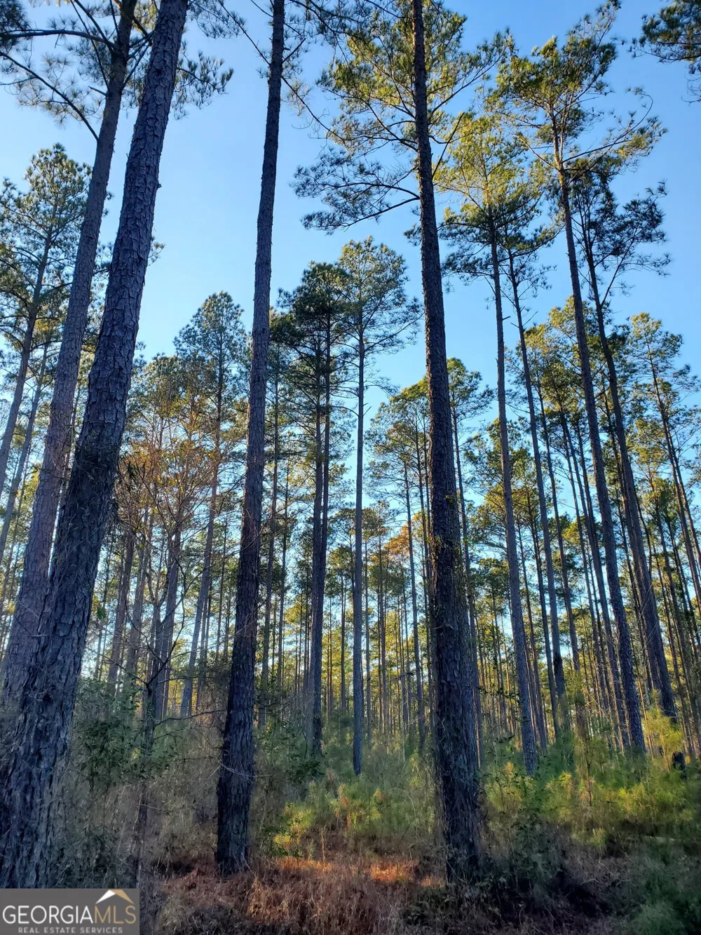 0 Mark Wood RD Dexter, GA 31019