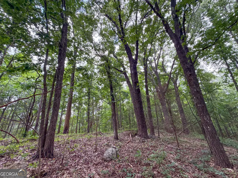 74 +/- Acres on Raccoon RD Summerville, GA 30747