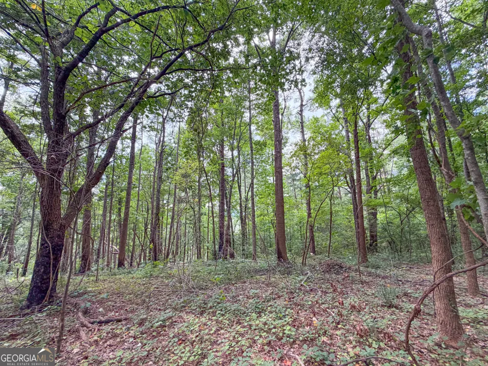 74 +/- Acres on Raccoon RD Summerville, GA 30747