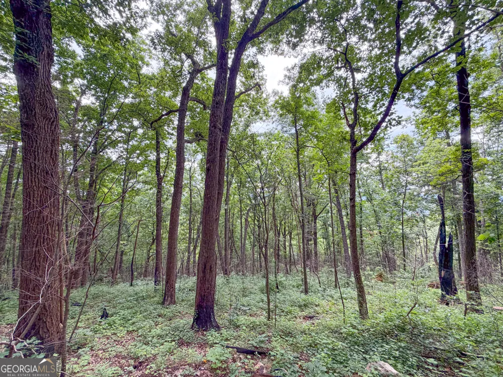 74 +/- Acres on Raccoon RD Summerville, GA 30747
