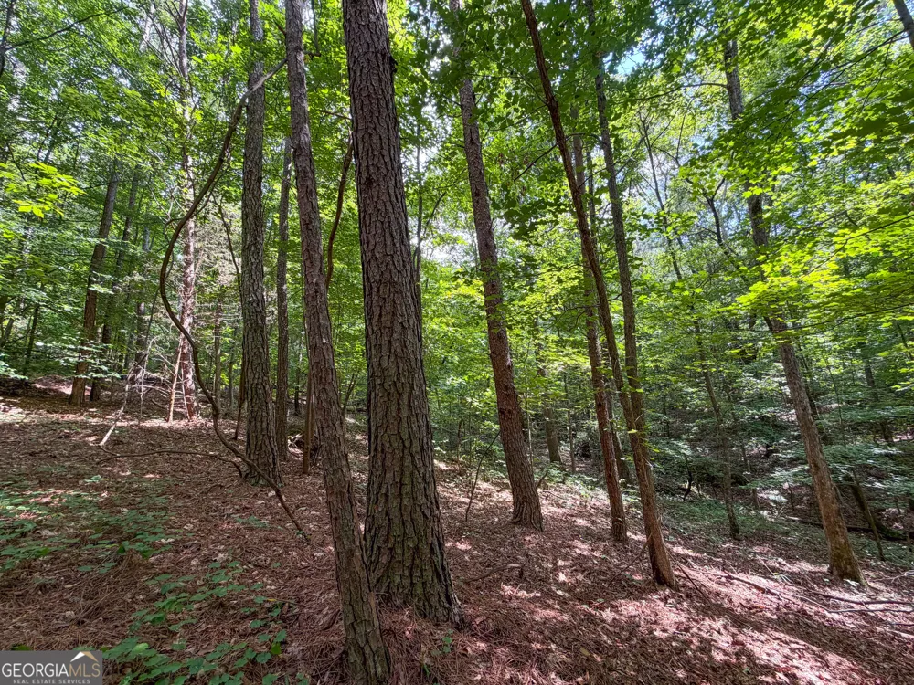 74 +/- Acres on Raccoon RD Summerville, GA 30747