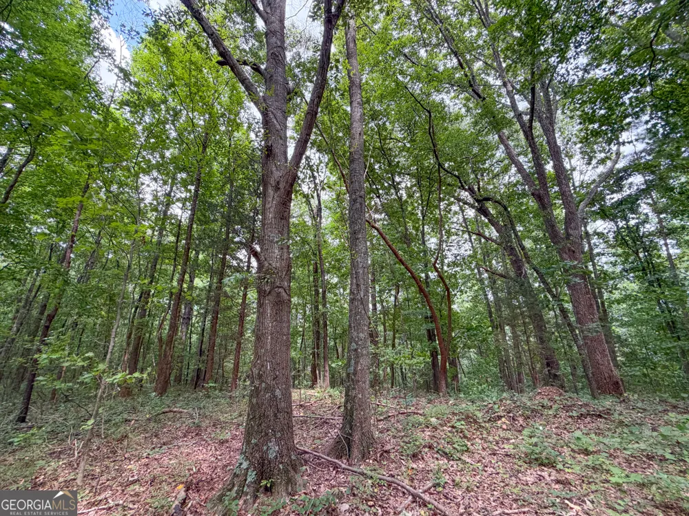 74 +/- Acres on Raccoon RD Summerville, GA 30747