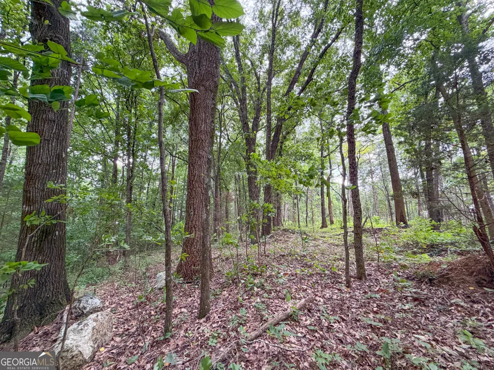 74 +/- Acres on Raccoon RD Summerville, GA 30747