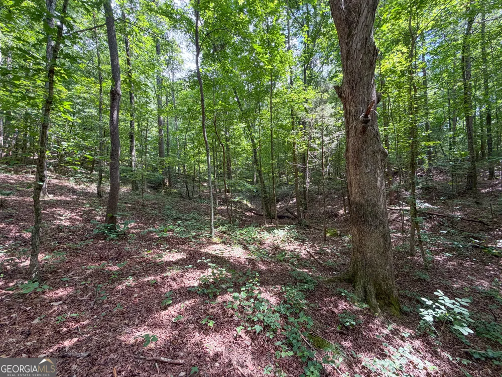 74 +/- Acres on Raccoon RD Summerville, GA 30747