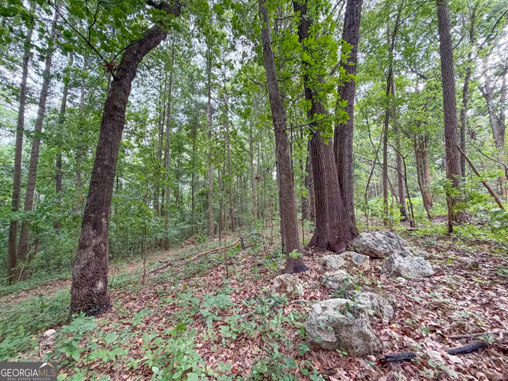 74 +/- Acres on Raccoon RD Summerville, GA 30747
