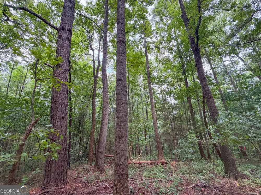 74 +/- Acres on Raccoon RD Summerville, GA 30747