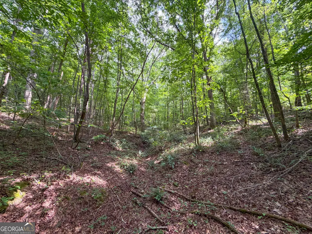 74 +/- Acres on Raccoon RD Summerville, GA 30747