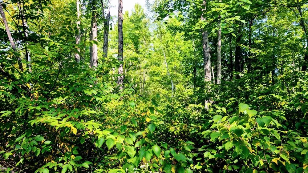 W8185 County Road J Ladysmith, WI 54848