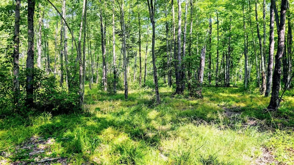 W8185 County Road J Ladysmith, WI 54848