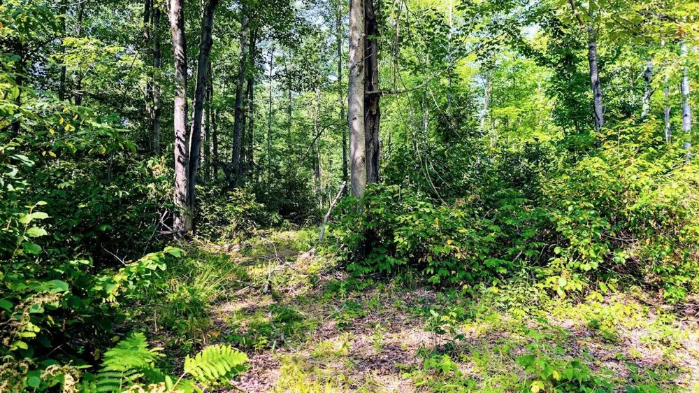 W8185 County Road J Ladysmith, WI 54848