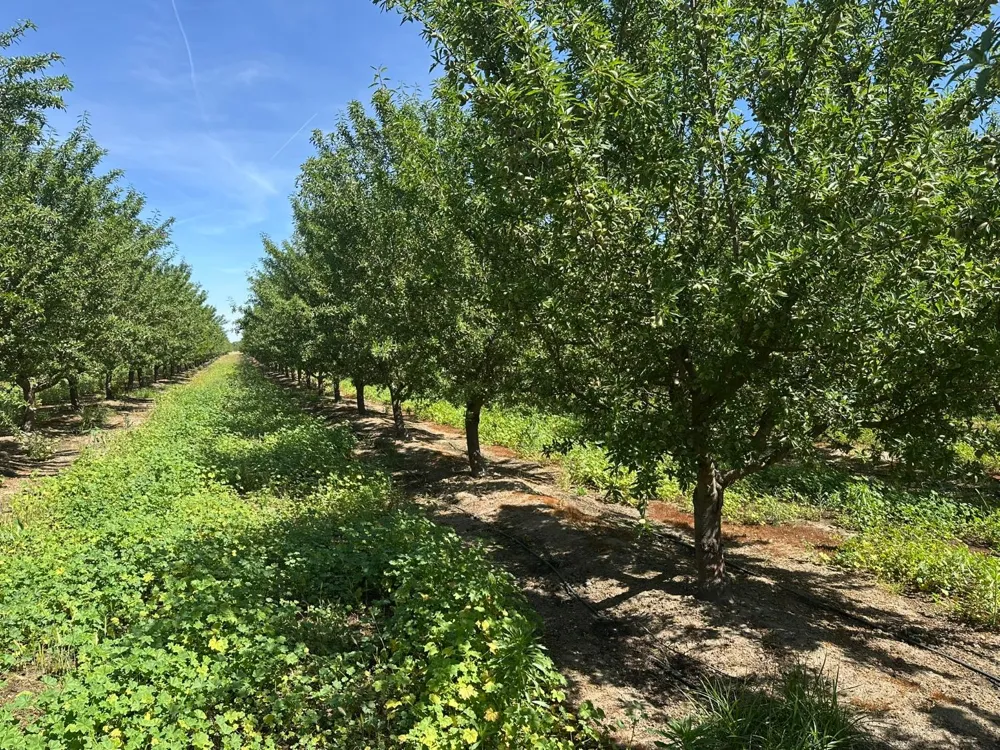 1 Rose Avenue Selma, CA 93662