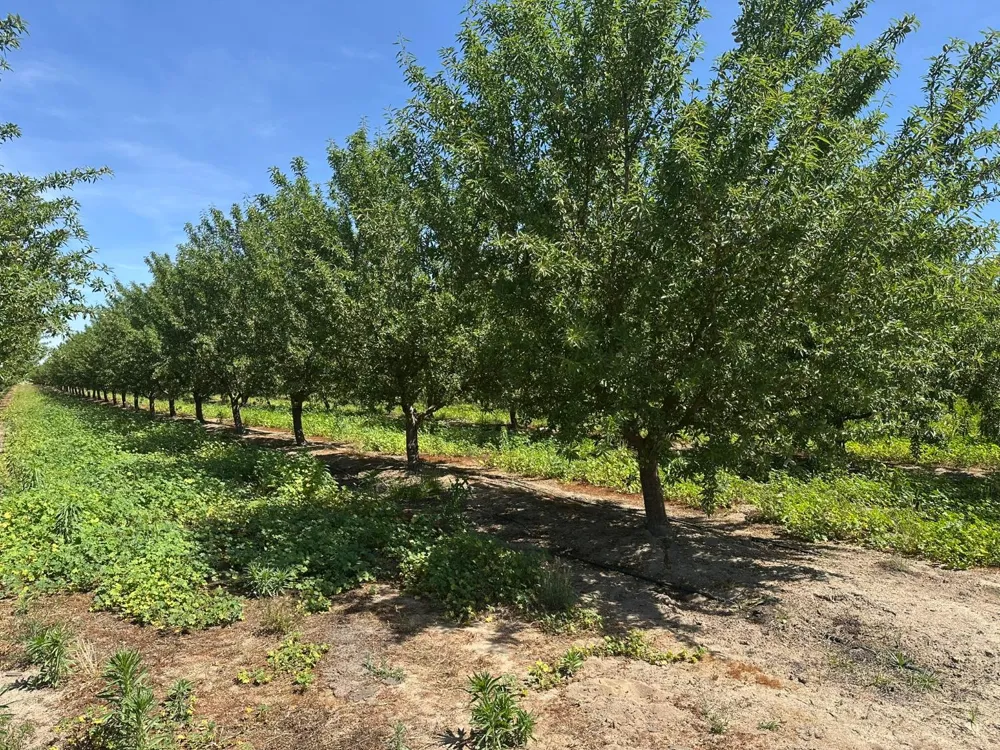 1 Rose Avenue Selma, CA 93662