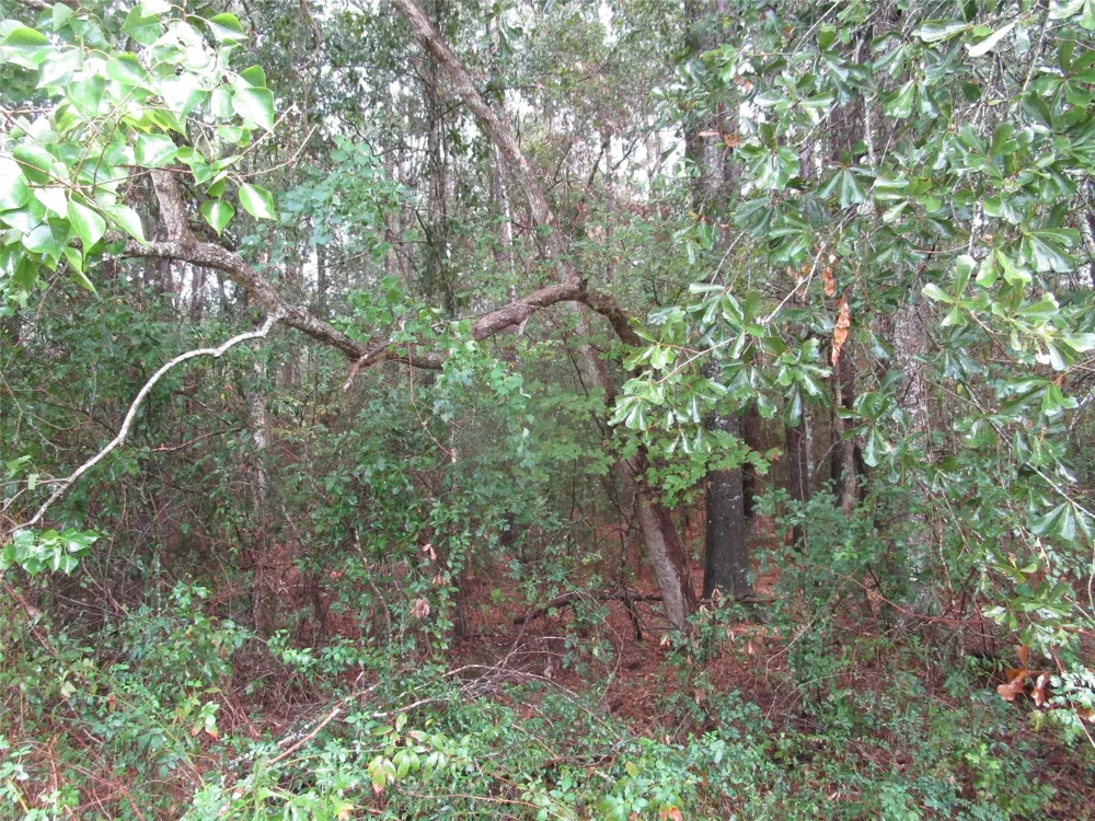 9 Stephens Forest New Caney, TX 77357