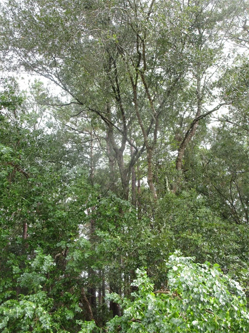 9 Stephens Forest New Caney, TX 77357