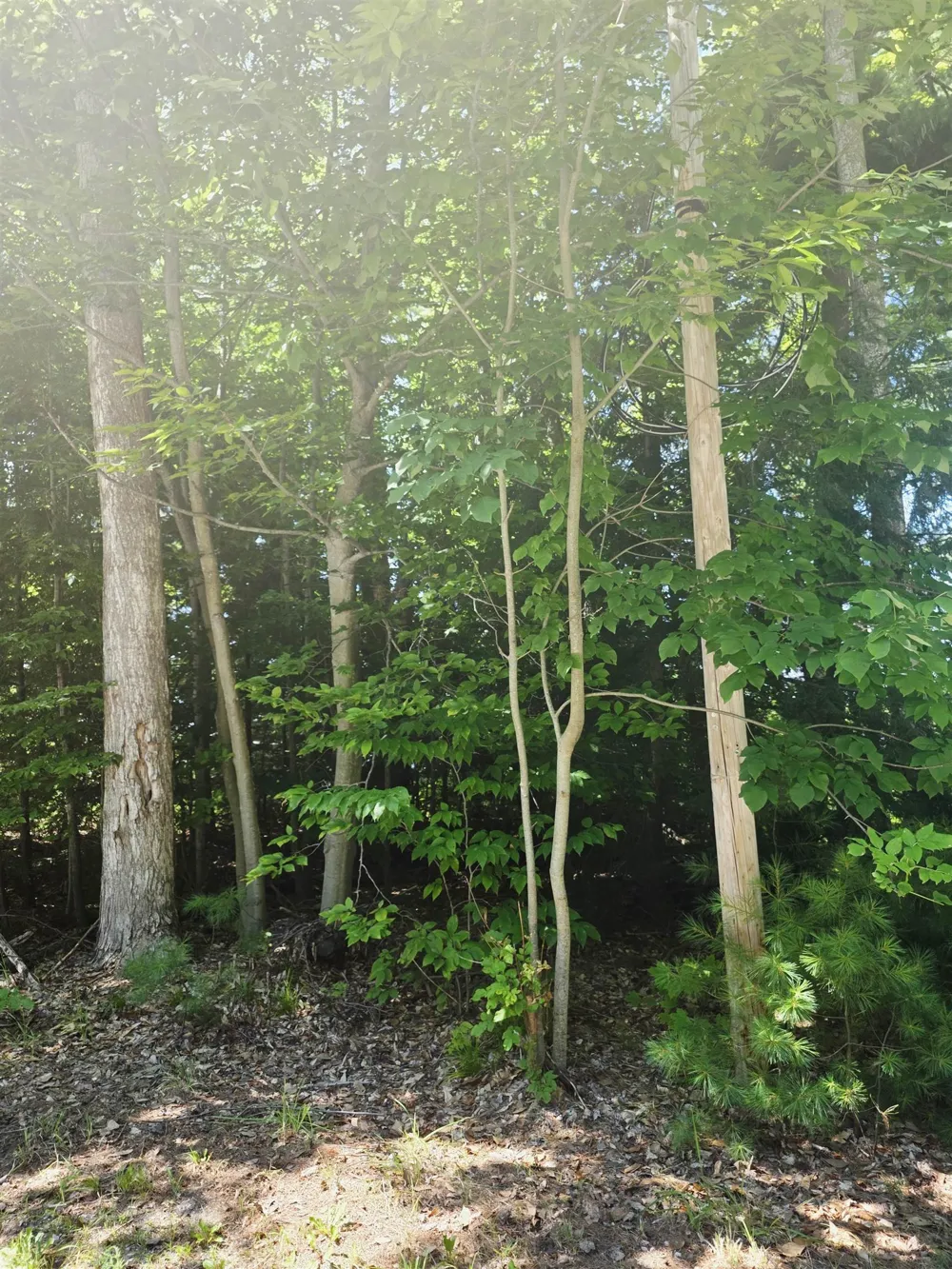 457 NE Lake Drive Kalkaska Township, MI 49646