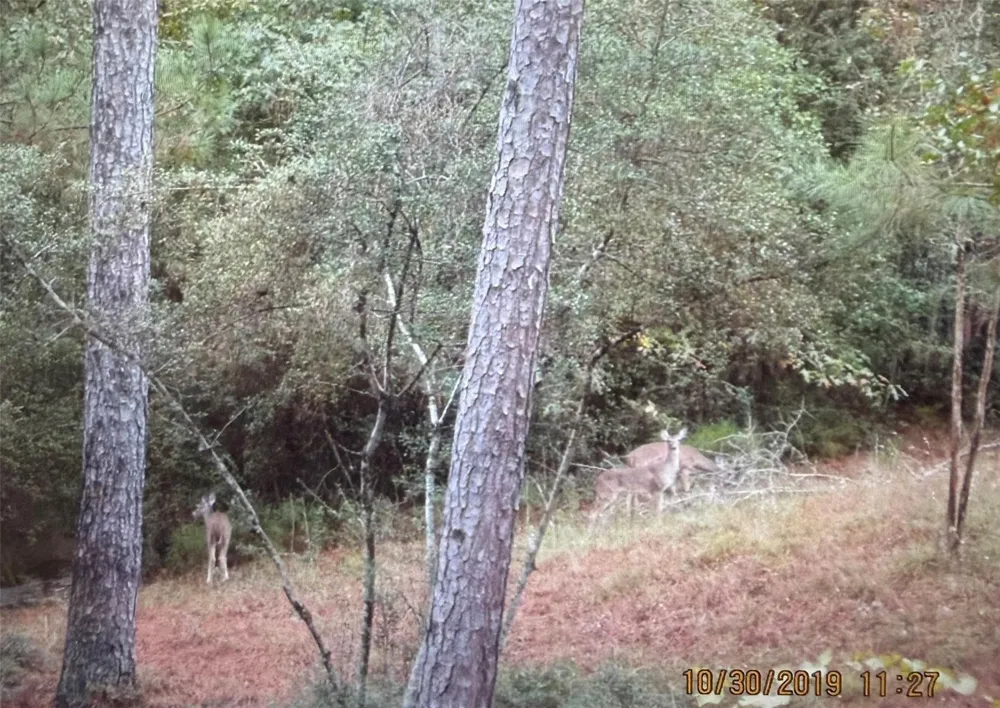 359 Dogwood Onalaska, TX 77360
