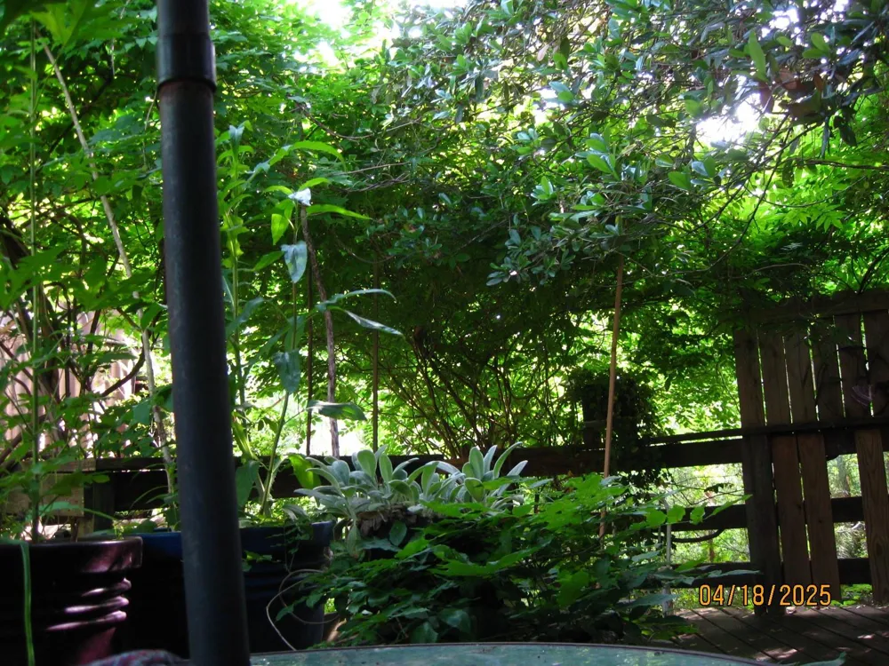 359 Dogwood Onalaska, TX 77360