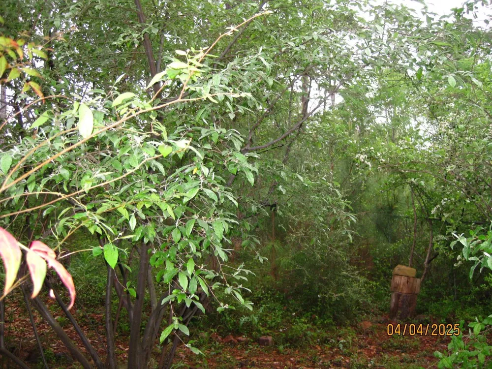 359 Dogwood Onalaska, TX 77360