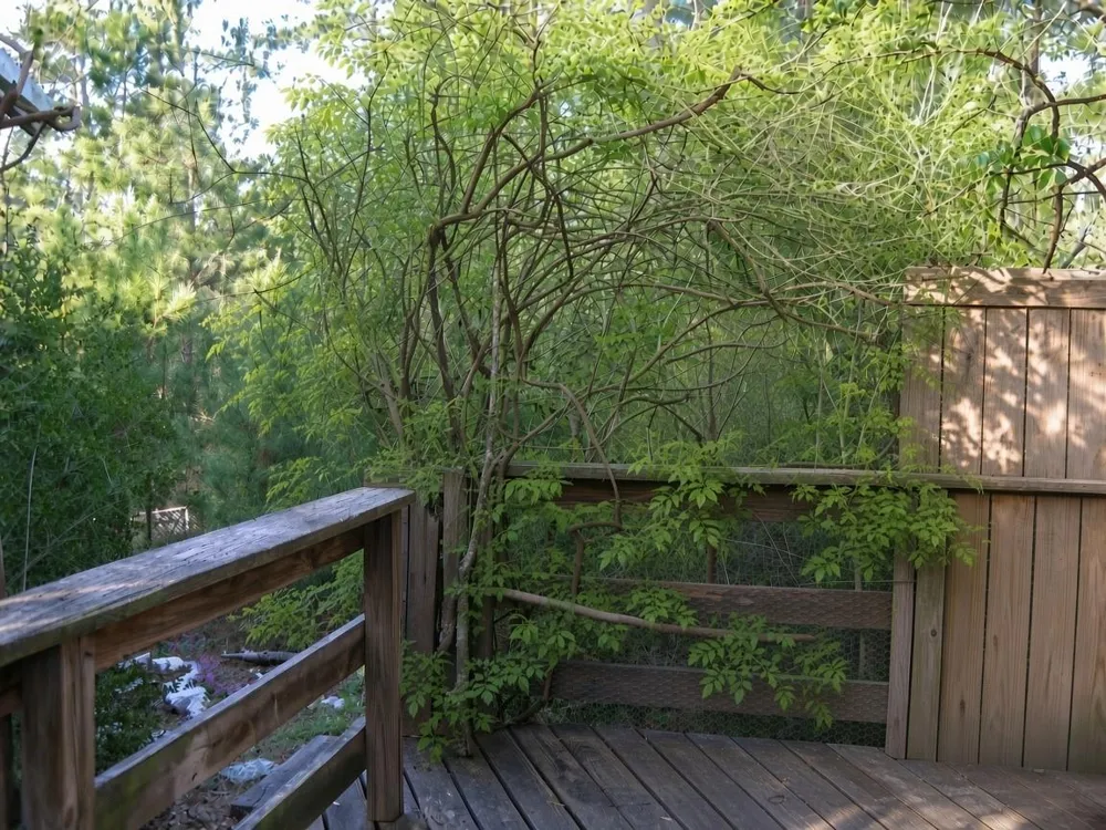 359 Dogwood Onalaska, TX 77360