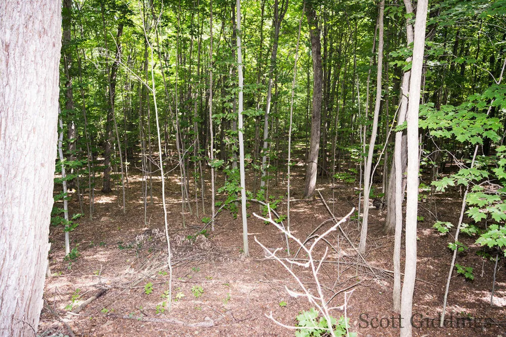 3750 Hillman Road Douglass Township, MI 48850