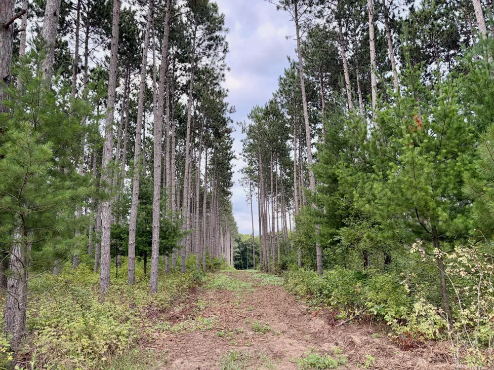 (Lot 1) TBD Tulip Street NW Stanchfield, MN 55080