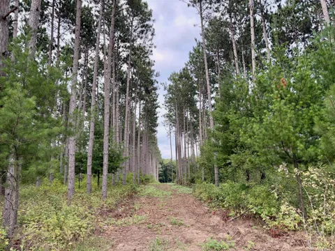 (Lot 1) TBD Tulip Street NW