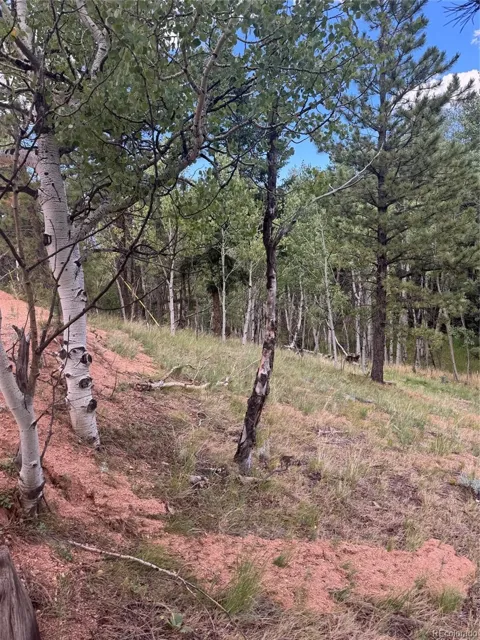 40 Sequoia Trail