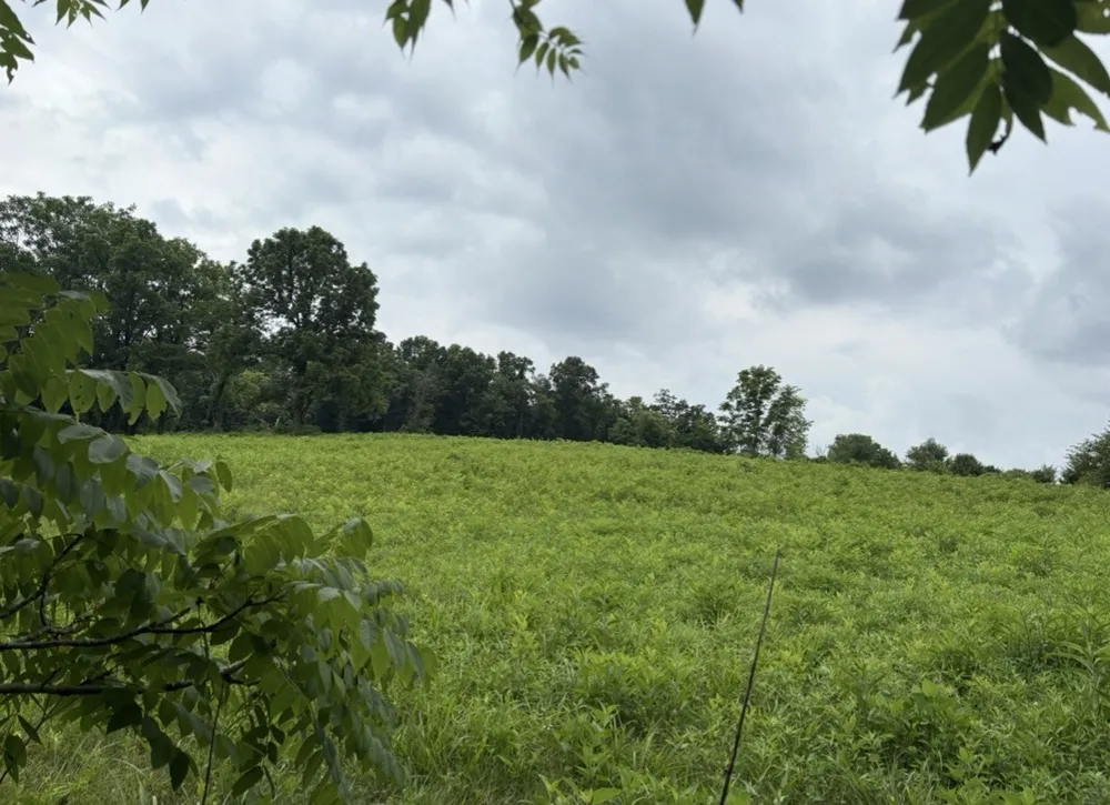 0 Gladdice road Pleasant Shade, TN 37145