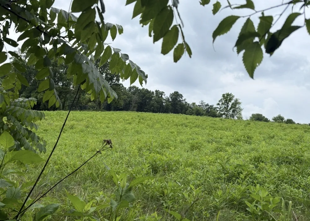 0 Gladdice road Pleasant Shade, TN 37145