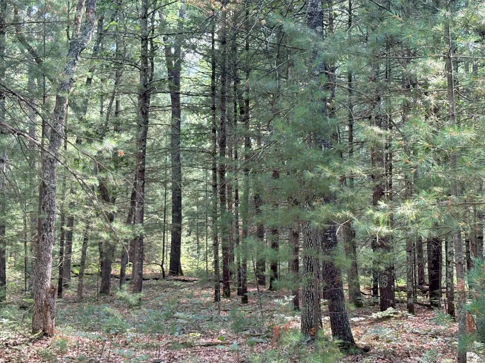 S Skocelas Rd Manistee, MI 49660