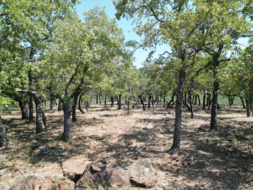 Kiki Run Gordon, TX 76453