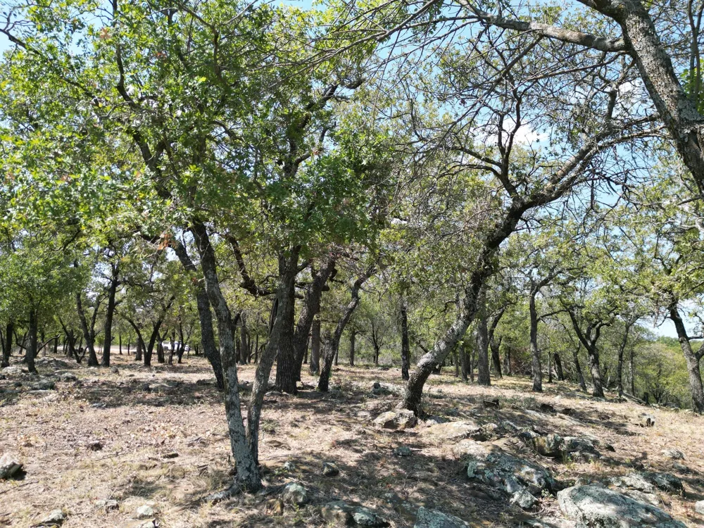 Kiki Run Gordon, TX 76453