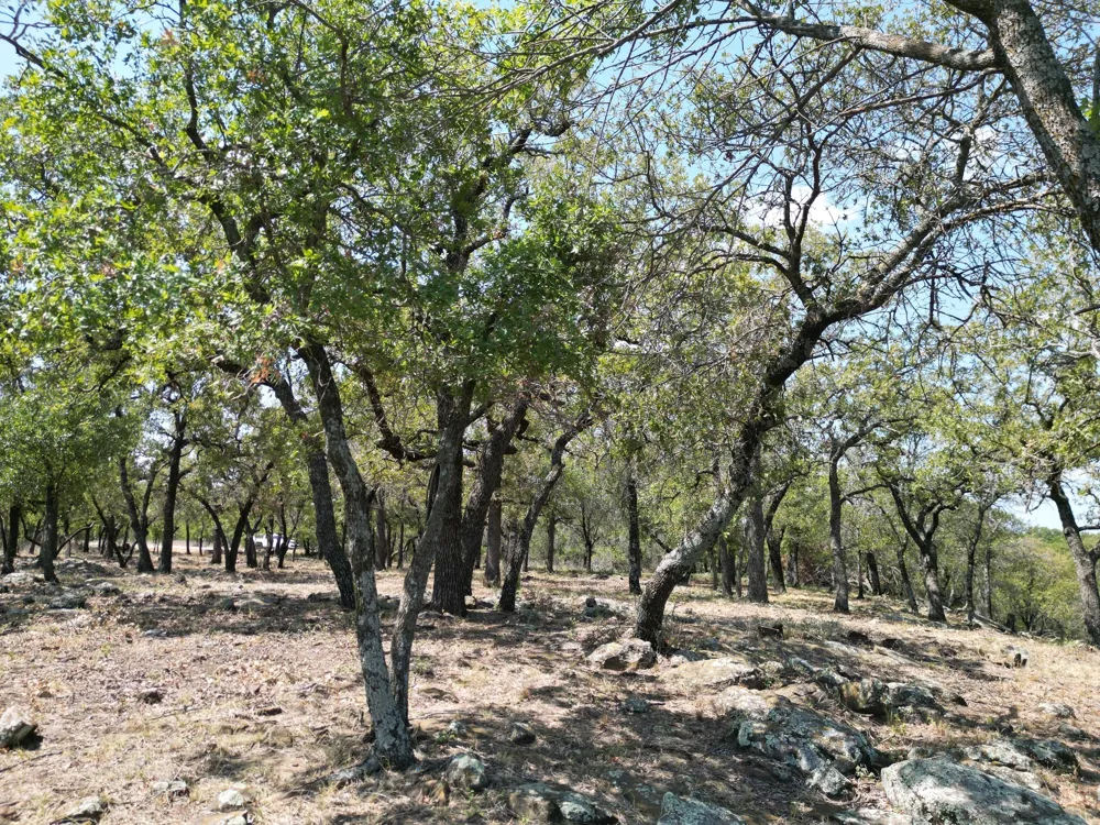 Kiki Run Gordon, TX 76453