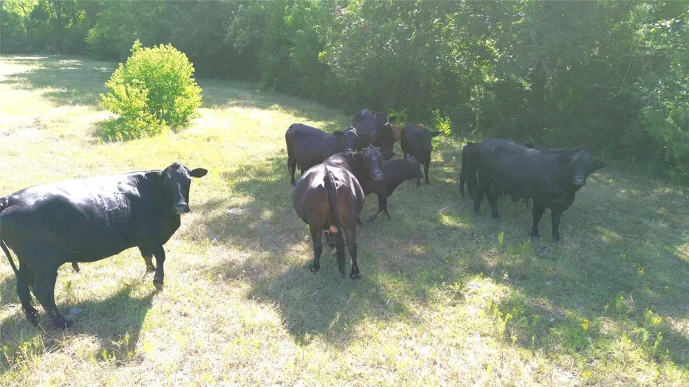 E State Hwy 21 Crockett, TX 75835