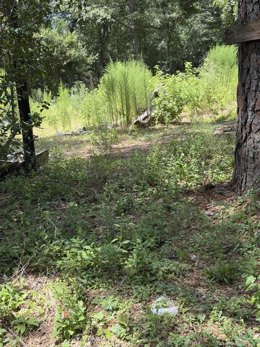 41502 S Buckhorn Lane Magnolia, TX 77354