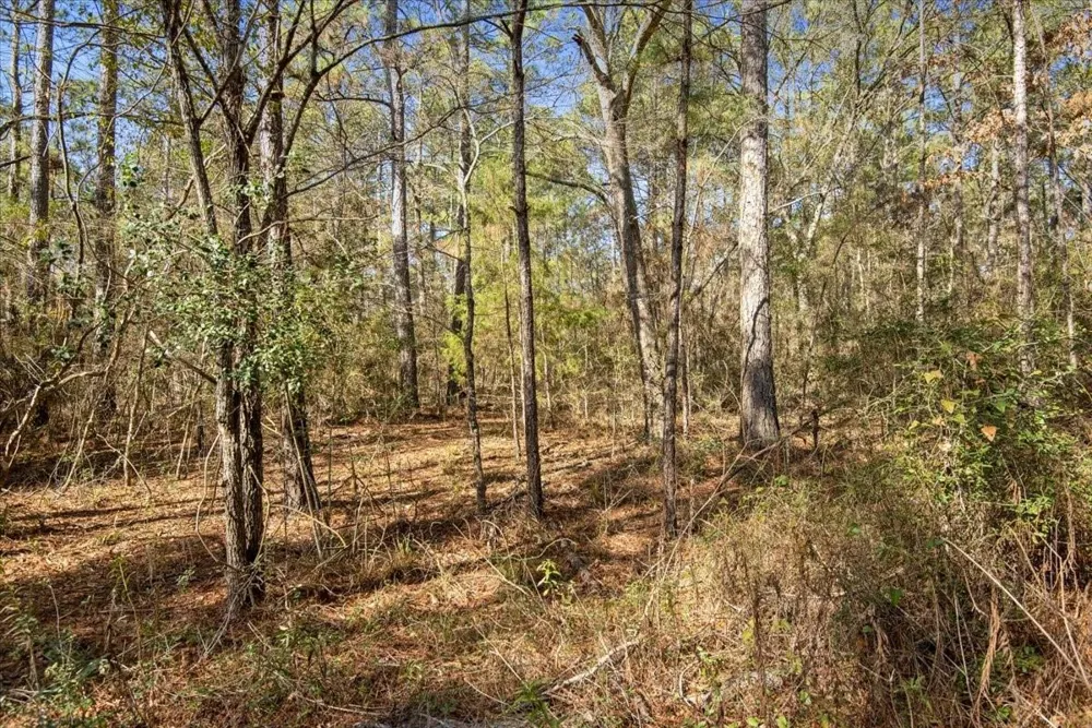 13681 Cr 201 Loop Lane Plantersville, TX 77363