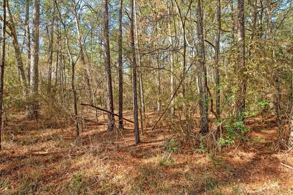 13681 Cr 201 Loop Lane Plantersville, TX 77363