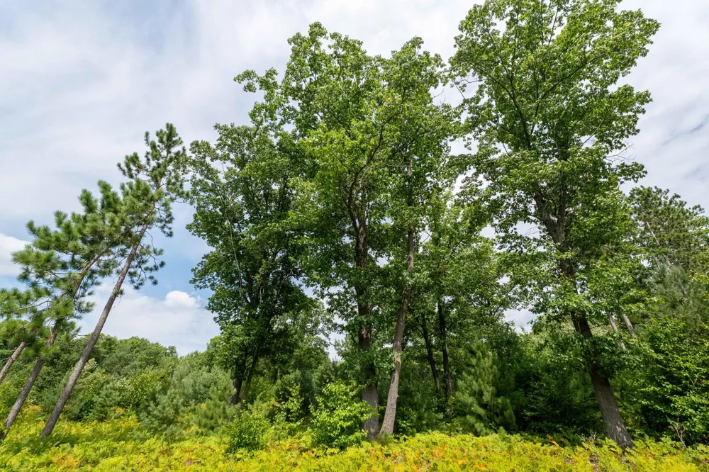 W Falmouth Road McBain, MI 49657