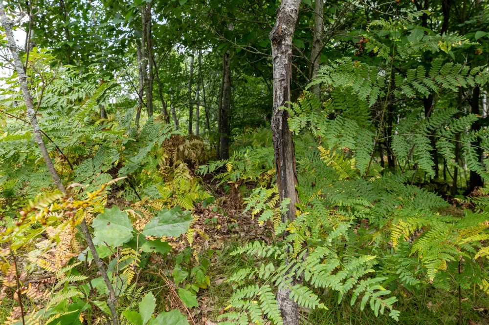 W Falmouth Road McBain, MI 49657