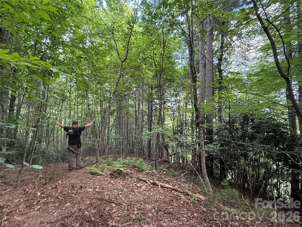 99999 Walking Horse Trail Candler, NC 28715