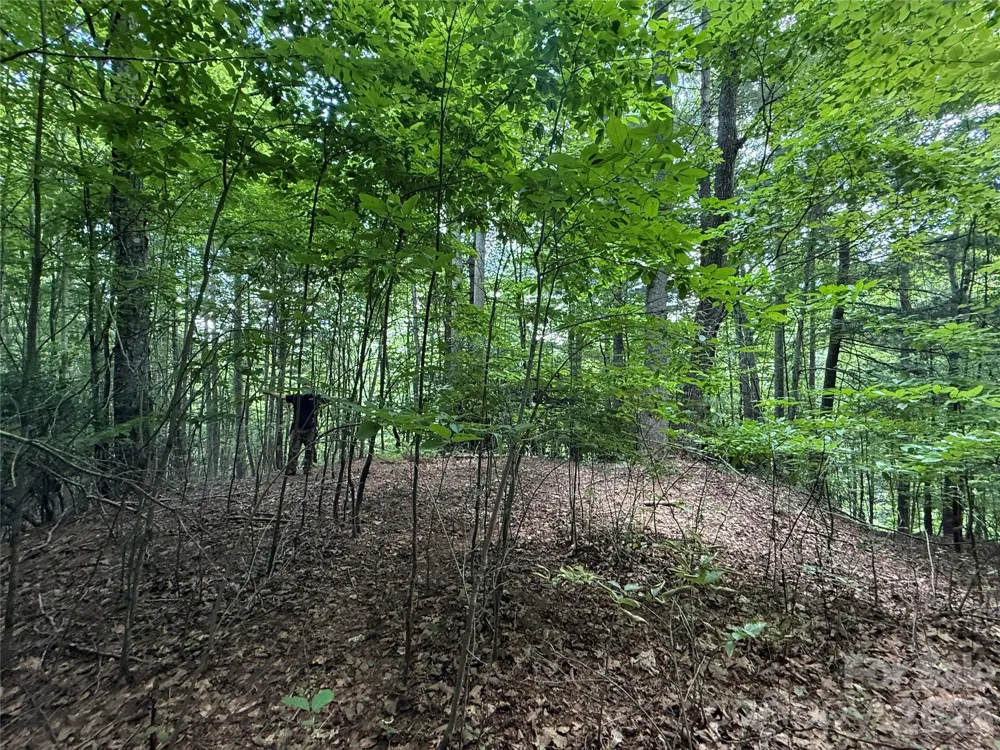 99999 Walking Horse Trail Candler, NC 28715