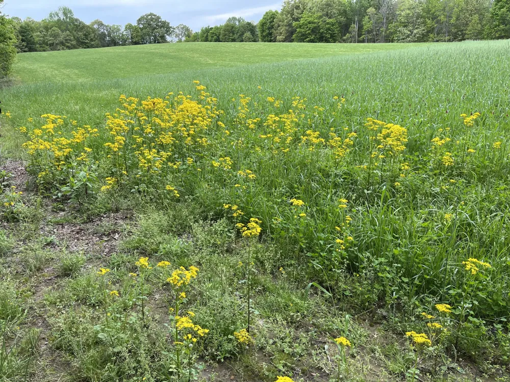 0 Johnson Rd Lutts, TN 38471