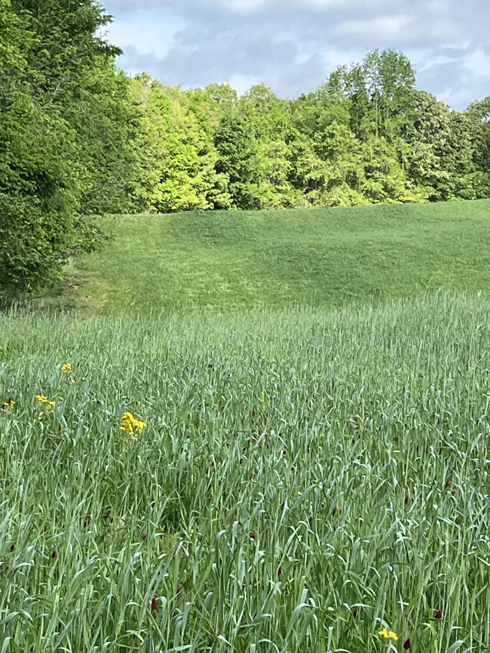 0 Johnson Rd Lutts, TN 38471