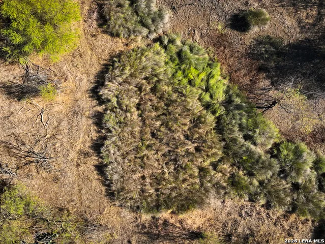 +/- 32.04 ACRES Bluntzer Jourdanton, TX 78026