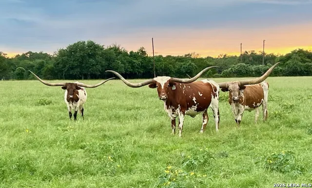 2444 PURGATORY RD New Braunfels, TX 78132