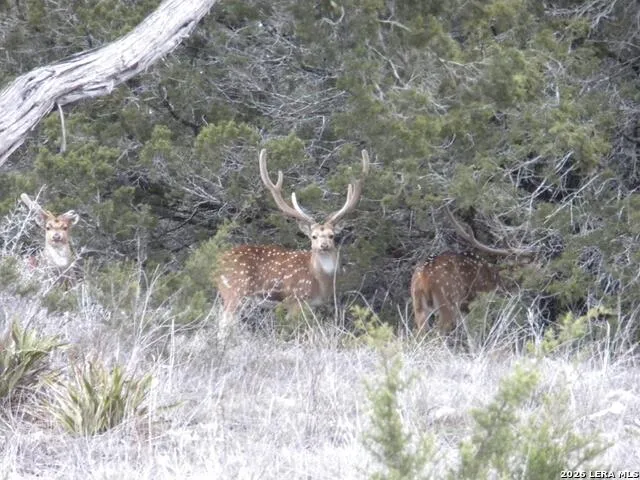 174 Cedar Rock Trail Hunt, TX 78024