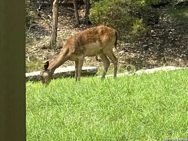 174 Cedar Rock Trail Hunt, TX 78024