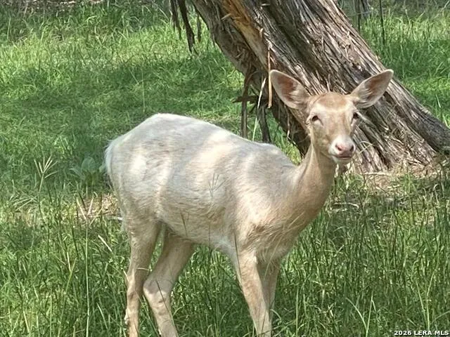 174 Cedar Rock Trail Hunt, TX 78024