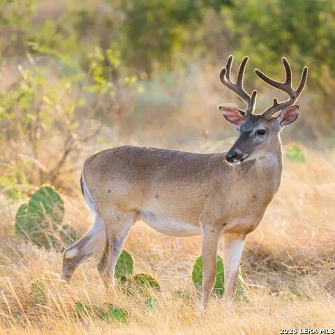 174 Cedar Rock Trail Hunt, TX 78024