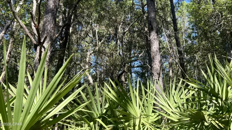 Trawick Creek Road